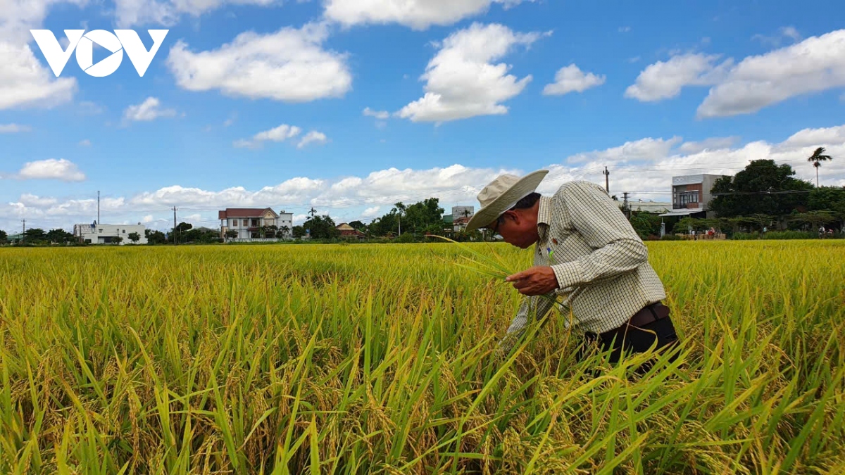 Đã có doanh nghiệp bao tiêu 50% diện tích trồng lúa chất lượng cao ở Long An